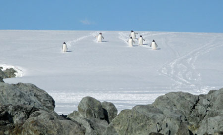 Penguins on Patrol in the Argentine Island Group